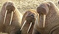 Three walrus near Cape Lisburne