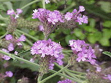 Verbena rigida0.jpg