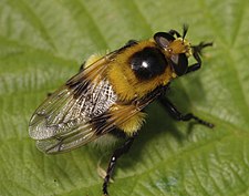 pestřenka čmeláková Volucella bombylans var. plumata