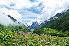 Le parc national de la Vallée des fleurs est un site naturel classé au patrimoine mondial.