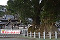 尾鷲神社の大樟（夫婦樟）