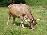 Photo couleur d'une vache à robe gris-brun clair. Sa tête porte des cornes en croissant ouvert vers le haut et des oreilles velues. Elle a une stature musclée et des pis développés.