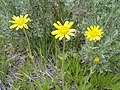 Arnica sororia