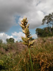 Bloeiwijze