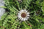 Carlina acaulis