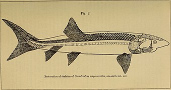 Chondrosteus acipenseroides † du Sinémurien d'Angleterre.