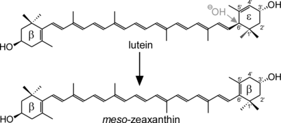 Conversion of lutein to meso-zeaxanthin.png