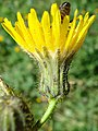 Crepis tectorum