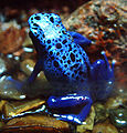 Dendrobates tinctorius, raganella sudamericana.