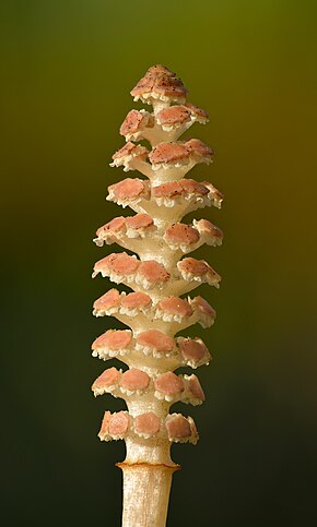 Equisetum arvense