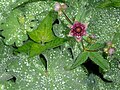 Flower, with Alchemilla mollis foliage