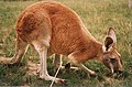 Vörös óriáskenguru (Macropus rufus)