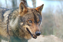 Loup ibérique en captivité