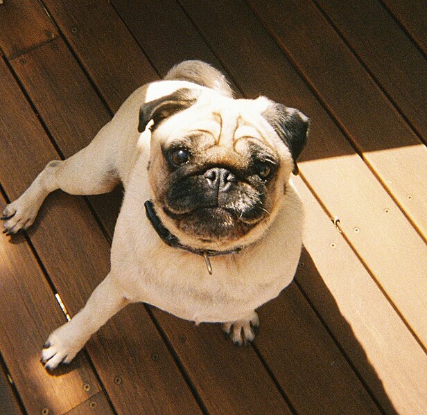 File:Pug called archie 5.jpg