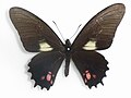 Papilio chiansades