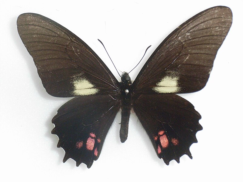 File:PapilioHeraclideschiansades.JPG