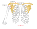 Ceinture scapulaire, cage thoracique (vue antérieure).