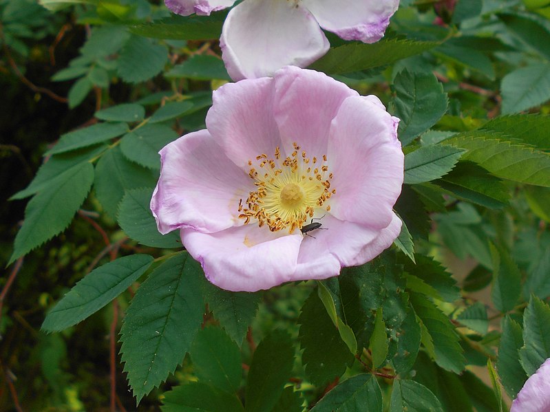 File:Rosa carolina 2017-05-23 1392.jpg