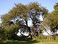 Ältester Wildapfelbaum Deutschlands