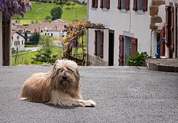 Canis lupus subsp. familiaris (Gos-d'Atura-Catala)