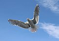 * Nomination Glaucous-winged gull hovering overhead Atsme 21:43, 22 June 2019 (UTC) * Promotion Good quality -- Spurzem 22:04, 22 June 2019 (UTC)