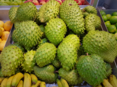 Soursop (muricata).png