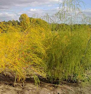 Spargel (Asparagus officinalis)