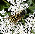 Vespula maculifrons (família Vespidae) Pennsilvania, Estats Units