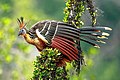 Hoatzin (Opisthocomus hoazin)