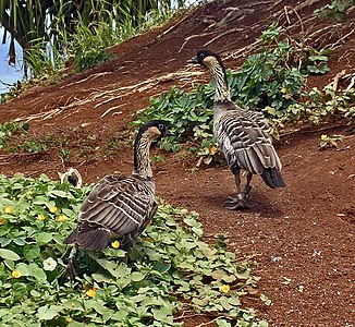 Du Havajaj anseroj ĉe la Nacia Naturrezervejo Pinto Kilauea.