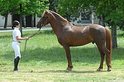 New-Forest-Pony-Hengst