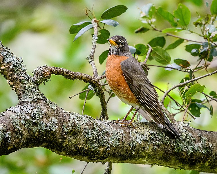 File:American Robin (34087960121).jpg