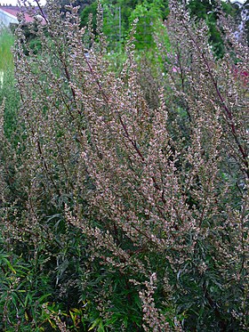 Gråbynke (Artemisia vulgaris) Foto: H.Zell