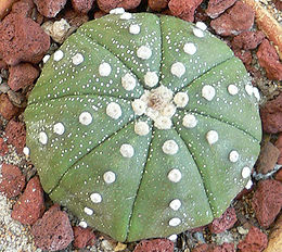 Astrophytum asterias szórt szőrcsomókkal