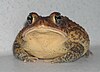 Southern toad