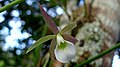 Brassavola reginae Pabst