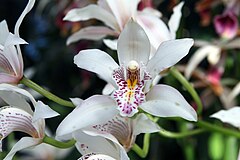 Description de l'image Cymbidium insigne 5zz.jpg.