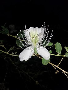 Caper Flower in Behbahan, Iran