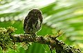 Costa Rican pygmy owl