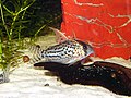 Corydoras schwartzi