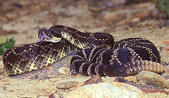 Crotalus oreganus helleri