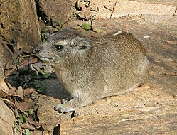 Mägidamaan (Heterohyrax brucei)