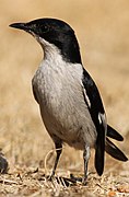 Fiscal Flycatcher, Sigelus silens - male, at Suikerbosrand Nature Reserve, Gauteng, South Africa (15533313282).jpg