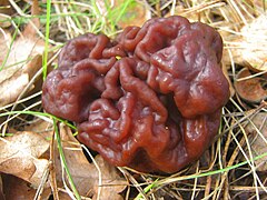 Gyromitra esculenta - Fruehjahrslorchel 01-04-2009 04.jpg