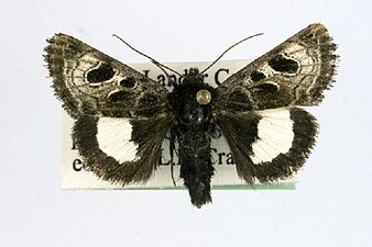 Heliothis belladonna