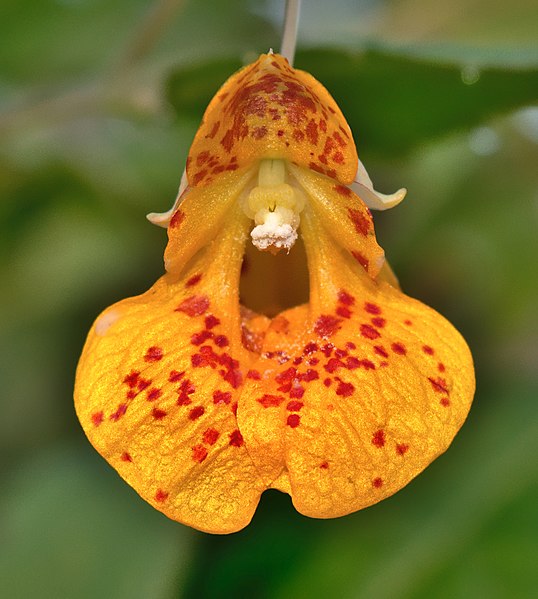 File:Impatiens capensis.jpeg