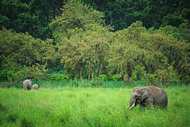 Éléphants au Parc national Jim Corbett.