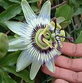 Passiflora cerulea