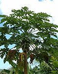 တၞံကဝ်စဳ Papaya (Papaya, Papita in Hindi & pepe or pe(n)pe in Bengali, Parangi in Kannada, Pappali in Tamil, Omakka in Malayalam, Papaw, Tree Melon) -- Carica papaya