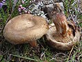 !!!Paxillus-involutus!!!